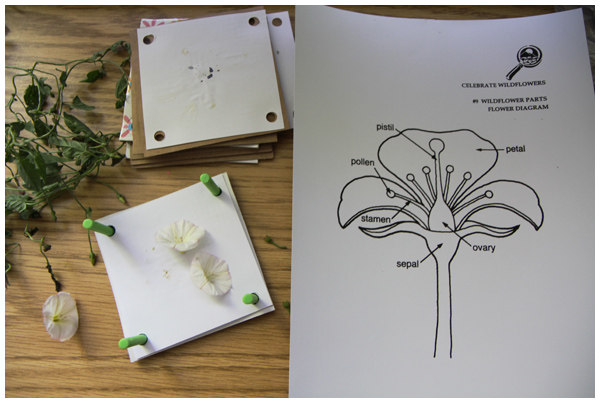 Everyday Learning: Dissecting flowers gathered from a nature walk