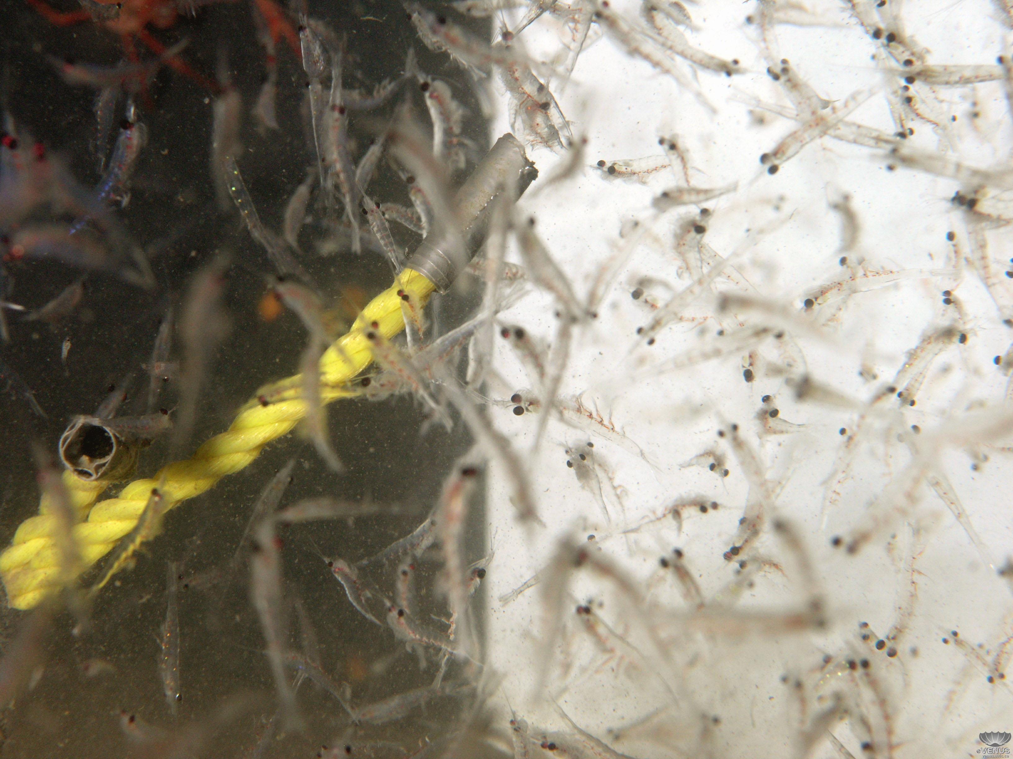 Zooplankton photo taken with VENUS CMAP camera CMAPCYCLOPS01 at 2010-01-01 09:49:56 UTC.