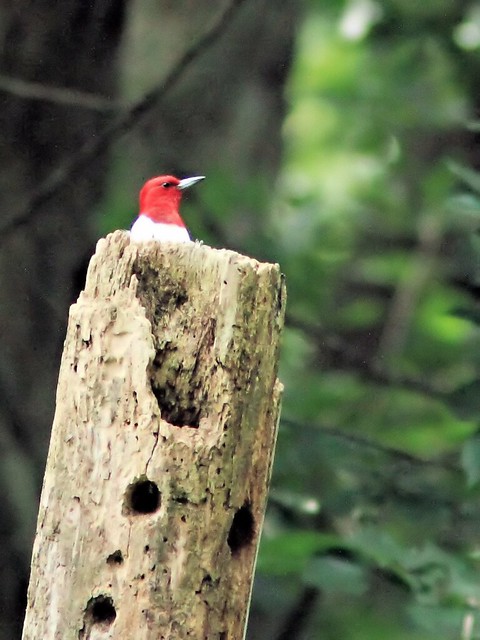 Red-headed Woodpecker 3-20130826