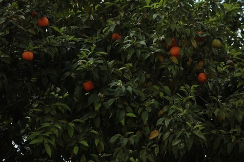 Giardino degli aranci: le arance