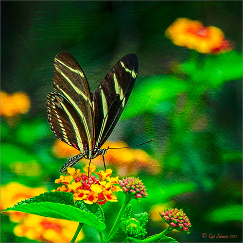 Image of a Zebra Butterfly with a painterly effect applied