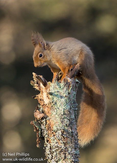 red squirrel-9