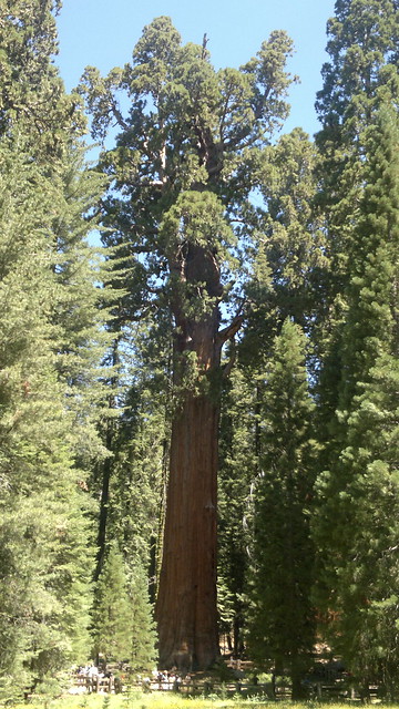 Sábado Día 13 de Julio: Yosemite - Sequoia National Park - Barstow - 25 días por los parques nacionales del Oeste de USA: un Road Trip de 10500 kms (4)