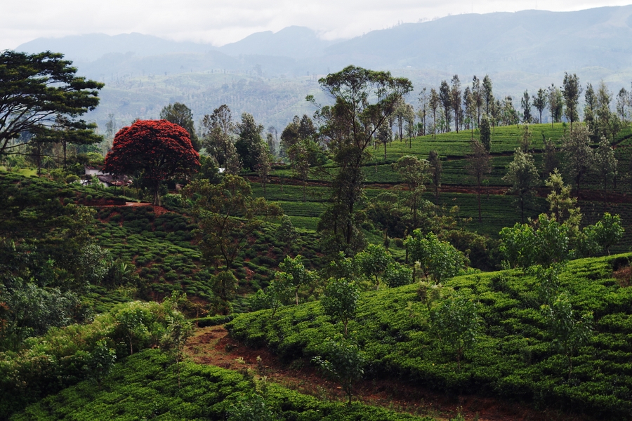 tea plantations in sri lanka