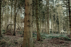 Little Wittenham Wood