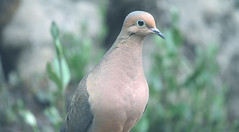 Mourning Doves - Wild Pigeons