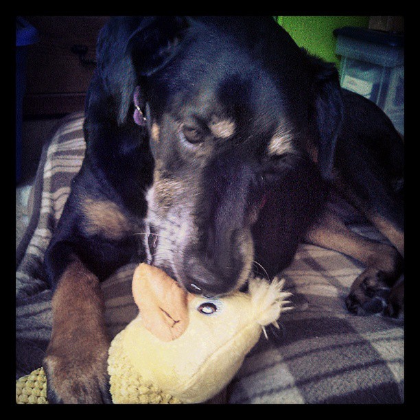A girl and her duckie #dogstagram #dobermanmix #love