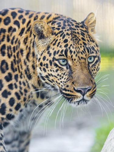 Pretty young leopard by Tambako the Jaguar