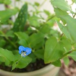 Garden Inventory: Asiatic Dayflower (Commelina communis) - 5