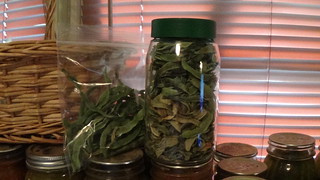 dried beans, green beans, dehydrated beans, storage, preservation