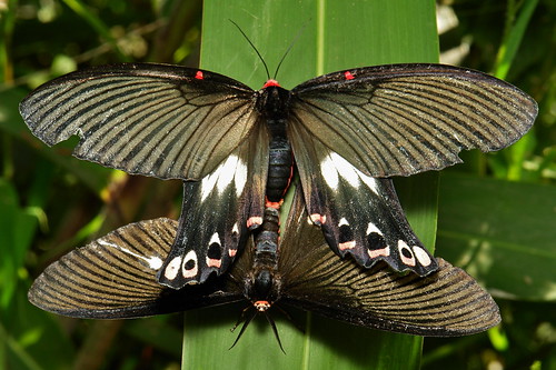 Day-flying Swallowtail Moths (Epicopeia polydora, Epicopeiidae)