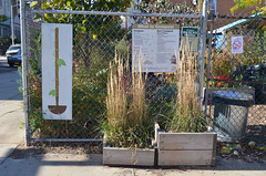 Newkirk Community Garden, Kensington, Brooklyn