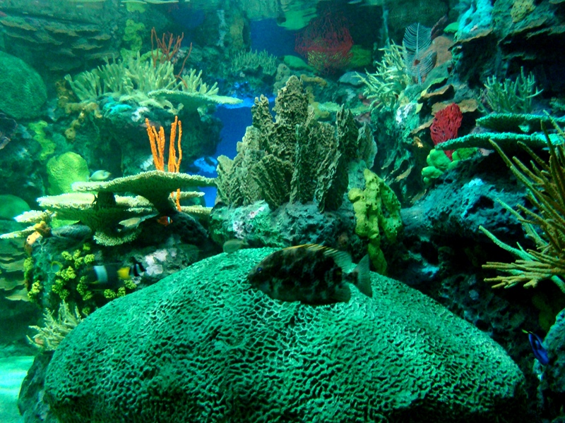 Ripley's Aquarium corals