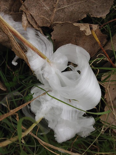 Frostweed (Verbesina virginica) with Ice Crystals - 9
