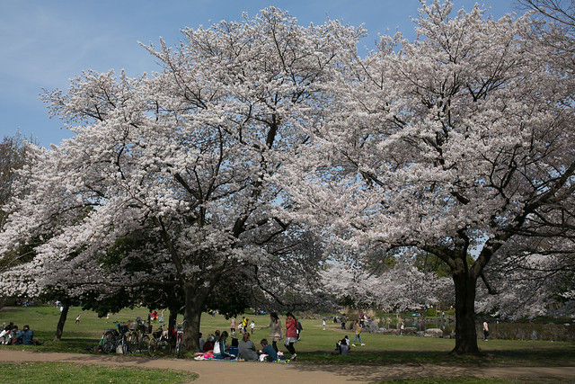 さいたまの桜 2014 #saitama