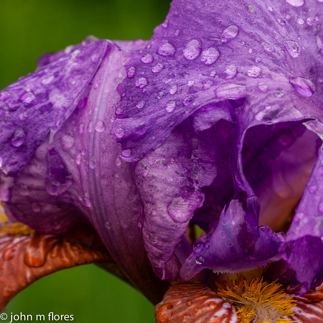 Flowers + Rainy Day = Rainy Day Flower Photos