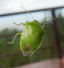 Green Stink Bug (x2)