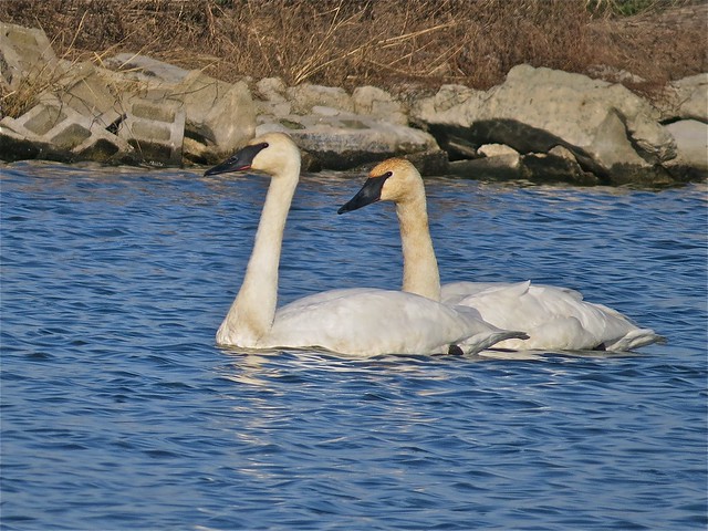 Trumpeter Swan at the Gridley Wastewater Treatment Ponds in McLean County, IL 13