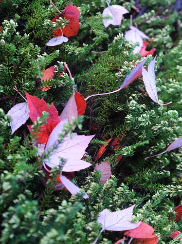 Red leaves on green heather, Microsoft, Bear Creek, Redmond, Washington, USA by Wonderlane