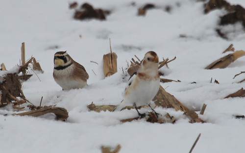 Horned lark and the snow bunting. by ricmcarthur