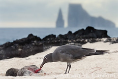 Galapagos 2013