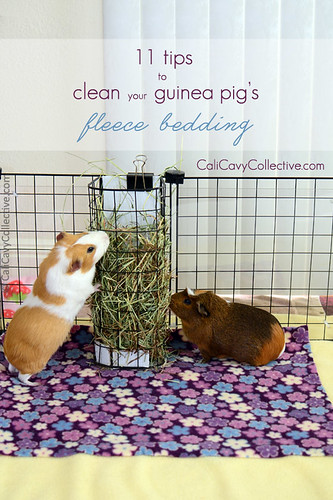 How to Clean Your Guinea Pig's Fleece Bedding