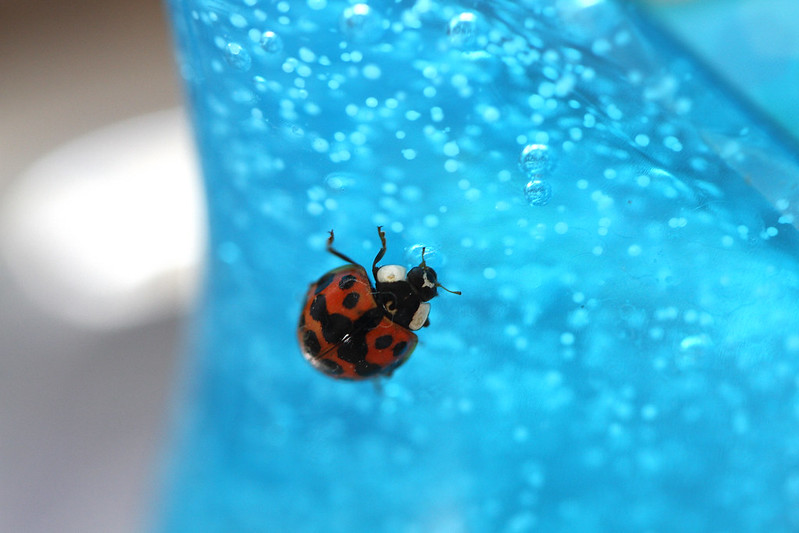 ladybug on handsoap3