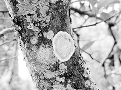 Fungi Moss Lichens Alga etc.