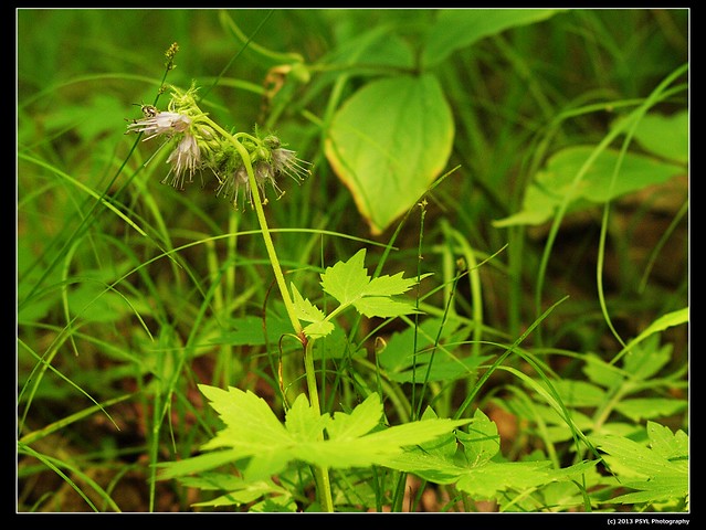 2013-06-03-P6032998-Virginia waterleaf (Hydrophyllum virginianum)