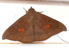 Noctuid moth (Platyja umminia) 