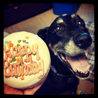 She finally got her cake! #dogstagram #birthday #cake #dobermanmix #smile