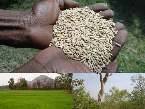 Medicinal Rice Formulations for Diabetes Complications and Heart Diseases (TH Group-57 special) from Pankaj Oudhia’s Medicinal Plant Database by Pankaj Oudhia
