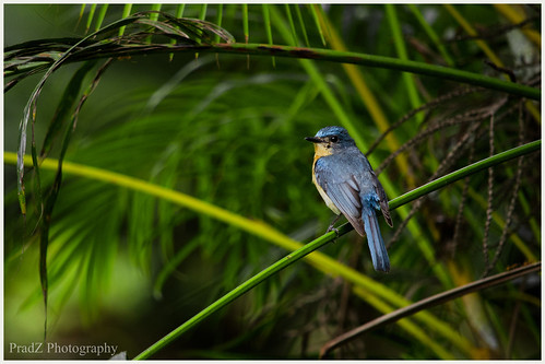 Tickell's Blue Flycatcher by PradZ photography
