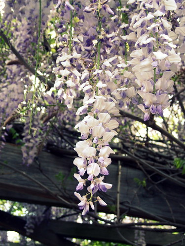 Wisteria - fading out