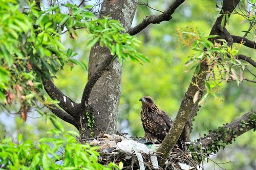 黑鳶以細樹枝及垃圾構成其具有特色的鳥巢。（ 圖片攝影：謝季恩）。