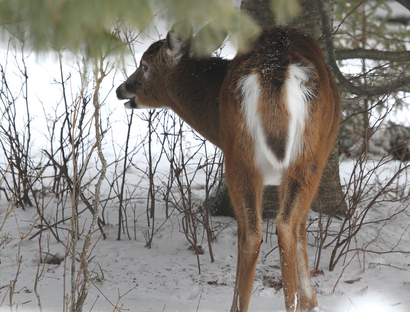 deer butt