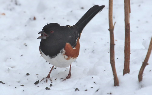 A winter towhee. by ricmcarthur