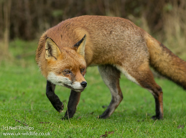 red fox-2