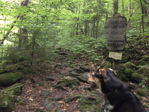Laika on the trail