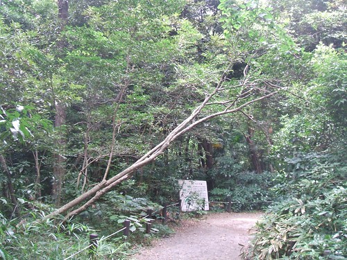 国立科学博物館附属自然教育園　道にかかる樹木
