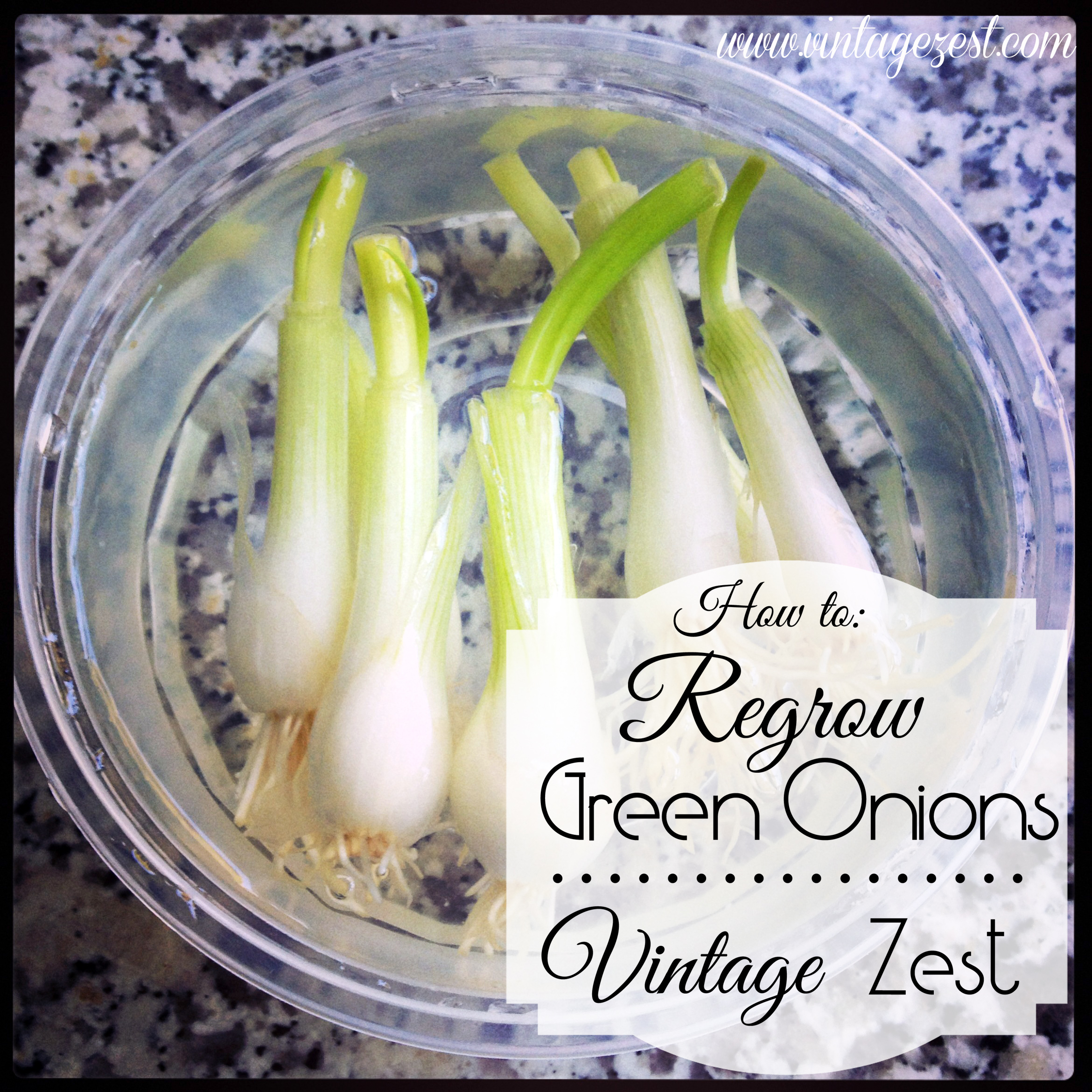 How to Regrow Green Onions 2