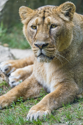 Lying Asiatic lioness by Tambako the Jaguar