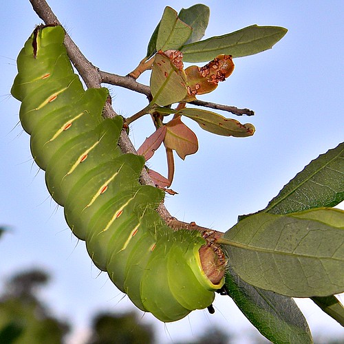 Polyphemus Caterpillar (Antheraea polyphemus)