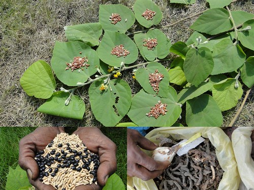 Medicinal Rice Formulations for Diabetes Complications, Heart and Kidney Diseases (TH Group-93) from Pankaj Oudhia’s Medicinal Plant Database by Pankaj Oudhia