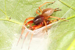 Corinnidae (Ant-mimic and Ground Sac Spiders)