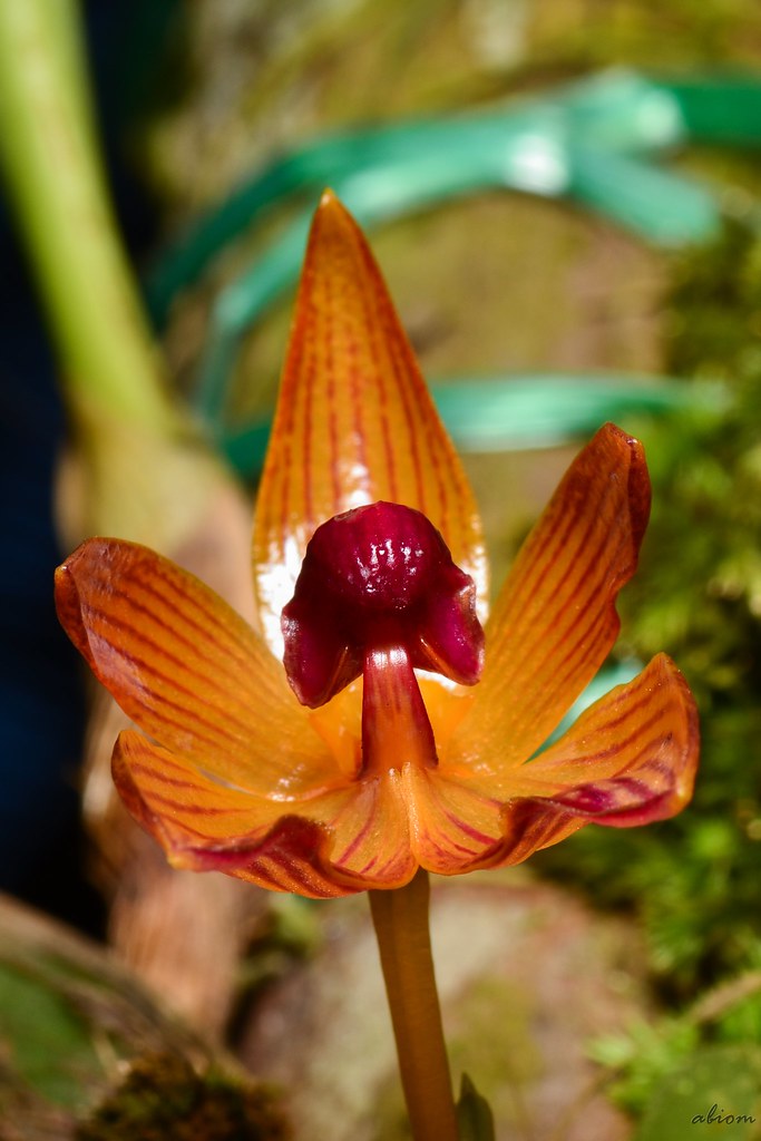 Bulbophyllum pustulatum