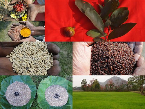 Validated and Potential Medicinal Rice Formulations for Hypertension (High Blood Pressure) with Diabetes mellitus Type 2 Complications (TH Group-292) from Pankaj Oudhia’s Medicinal Plant Database by Pankaj Oudhia