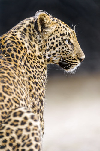 Profile of Choetta by Tambako the Jaguar