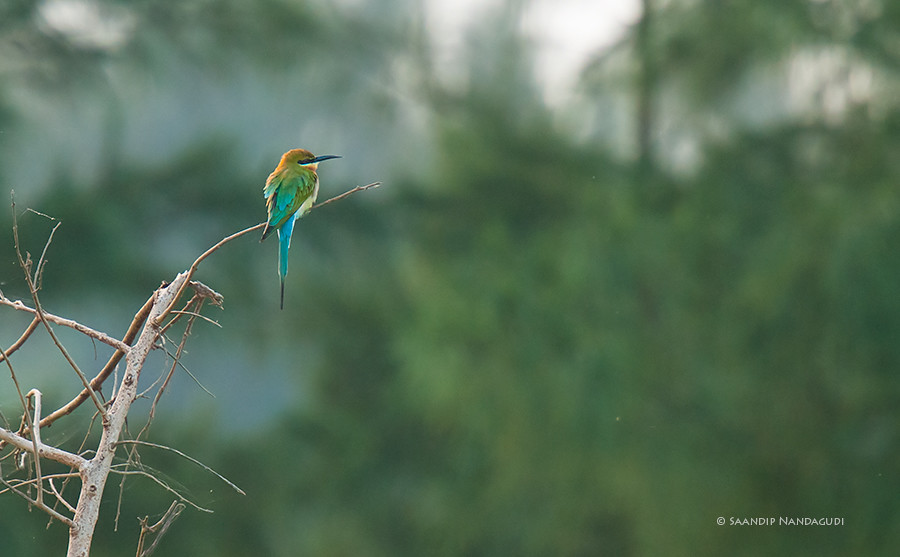 Bluetailed-Bee-eater