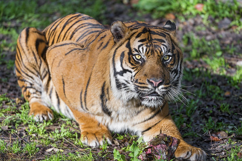 Relaxed male Sumatran tiger by Tambako the Jaguar
